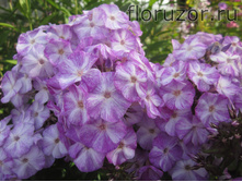 ��� ����� (Blue Shades)