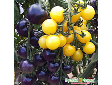 ����� F1 ��������-���������, ����� 30 ���. (15 ��.).������ ��������� ����� ��� �����