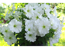 ������� F1 ������� ������ ��������� ���. ����4.jpg