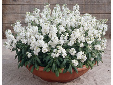 ������ �����������.jpg