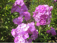 ������ ���������