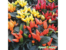 ����� ������ F1 ������ 40 ���. (5 ��.) ����� ������������.jpeg