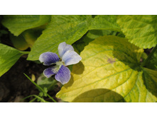 ������ ����������� �������