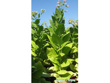 ����� ��������� 92 - 9,10 ���. (0,01 ��.) ������� ���������� (� �.�. � �� ������� ���������� (���, ��������)).jpeg