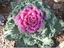 ������� ������������ ��������� ���� ���. ����. ����� ������ �� ���������2.jpg