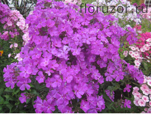 ����� �������