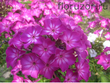 ������� (�������. ��������)