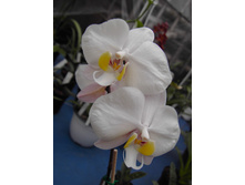 P.philippinense.jpg