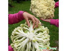 ������� ��������� ������� ������� ������ 23 ���. (12 ��.).jpeg