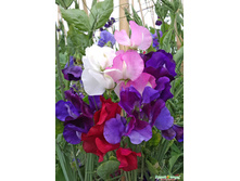 ������� �������� ������� ������, ����� 15,80 ���. (12 ��.).jpeg