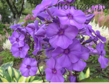 ��� ��� (Blue Boy)