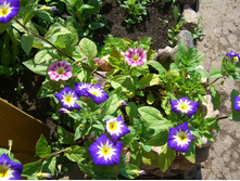 ������������ �������� ��������, �����2.jpg