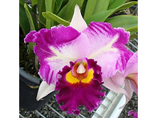 C.Chen Hsiu Jewel x Rlc.Chunyeah).jpg