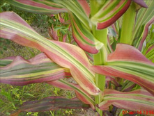 �������� ������������ F1 ������� �����3.jpg