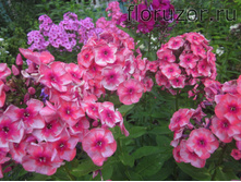 ����� ��� �������