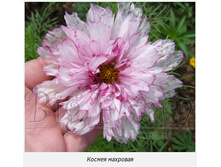 ������ ���� ����, ���� �� ��������� � ����� ��������.jpg