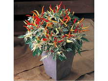 ����� ������ F1 ��� ���. ����.jpg