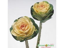 ������� ������������ F1 �������. 25 ���. (12 ��.) ��������� �����.jpeg