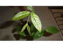 ���������� ��������� (Quisqualis indica)