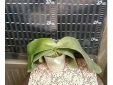 P.gigantea 3.jpg