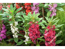 ��������� �������.jpg