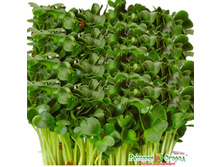 ����������� ������ 19 ���.- ������� �������. ����� � �����.jpeg