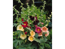 ������ ����������� ����� �����.jpg