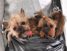 ����� Flake ���������� 6.jpg