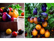 ����� F1 �������� ����� ���. ����.jpg