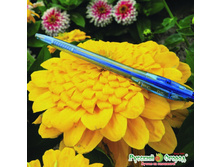 ������ ������� ������4.jpeg