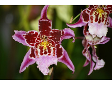 ������������� ( Odontoglossum