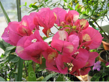 �����������   Snow Cup Mylty- ������ �������� ....