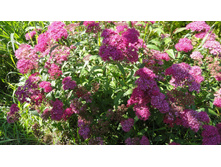 ������ �������