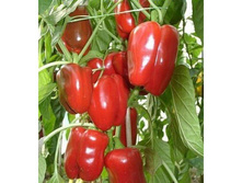 ����� �������������� ���� ���. ����3.jpg