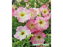 ������� F1 ������ ���. ����.jpeg