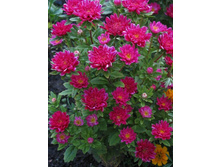 ����� ��������, ���� �� ��������� � �����3.jpg