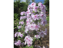 ������ ����������