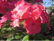 ����� ���������