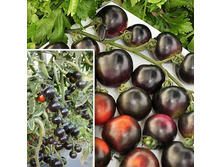 ����� F1 ������ ������ 2.jpg