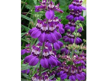 ��������� �������.jpg