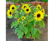 ������������ ������� ���. ����.jpg