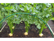 ��������� �������� ���. ����.jpg