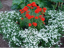 ������ ����������� ����� (������) � ����������.jpg