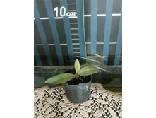 P.lowii 1.jpg