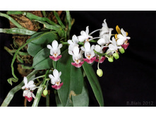 P.parishii.jpg