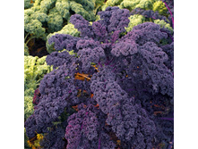 ������� �������� ���� ������� 10 ���. (30 ��.). �������� ������