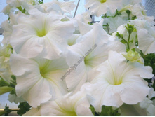 ������� F1 ������� ������ ��������� ���. ����2.jpg