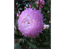 ����� ���� ���� 3.jpg