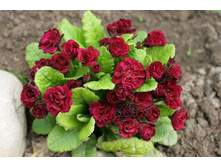 ������� F1 ����, �������� ���� �� ���������.jpg