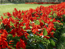 ������� ������ ���3.jpg